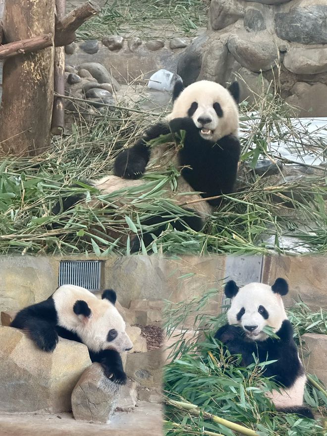 十月去成都六天五晚亲子游攻略！带娃畅游+实用攻略+精选景点(图3)