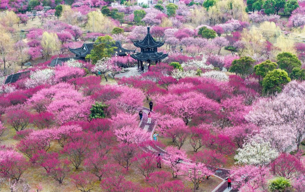 “颜值”变“产值” “赏花+”催动文旅消费活力(图1)