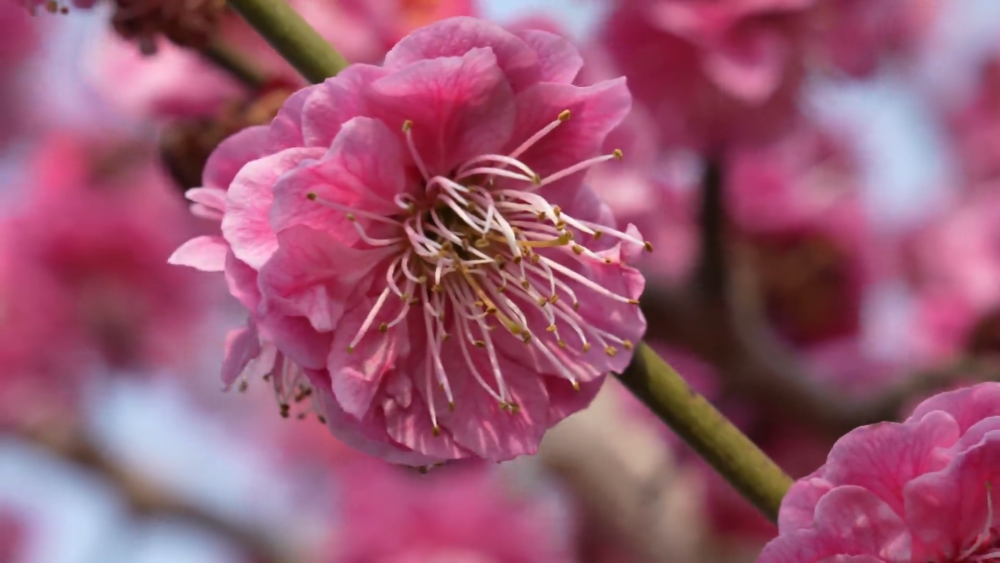 “颜值”变“产值” “赏花+”催动文旅消费活力(图3)