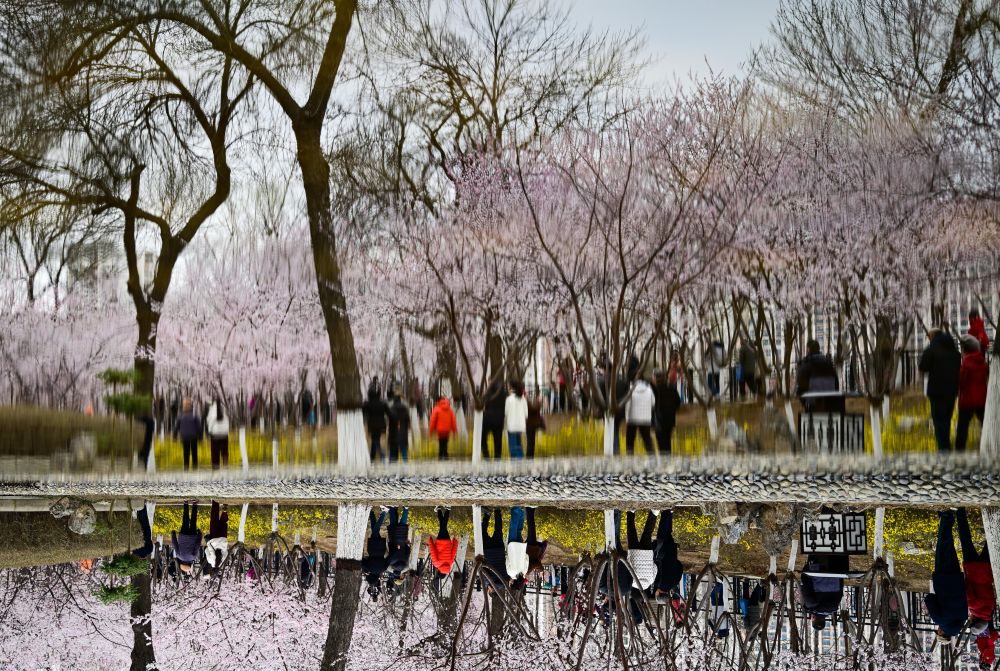 “颜值”变“产值” “赏花+”催动文旅消费活力(图9)