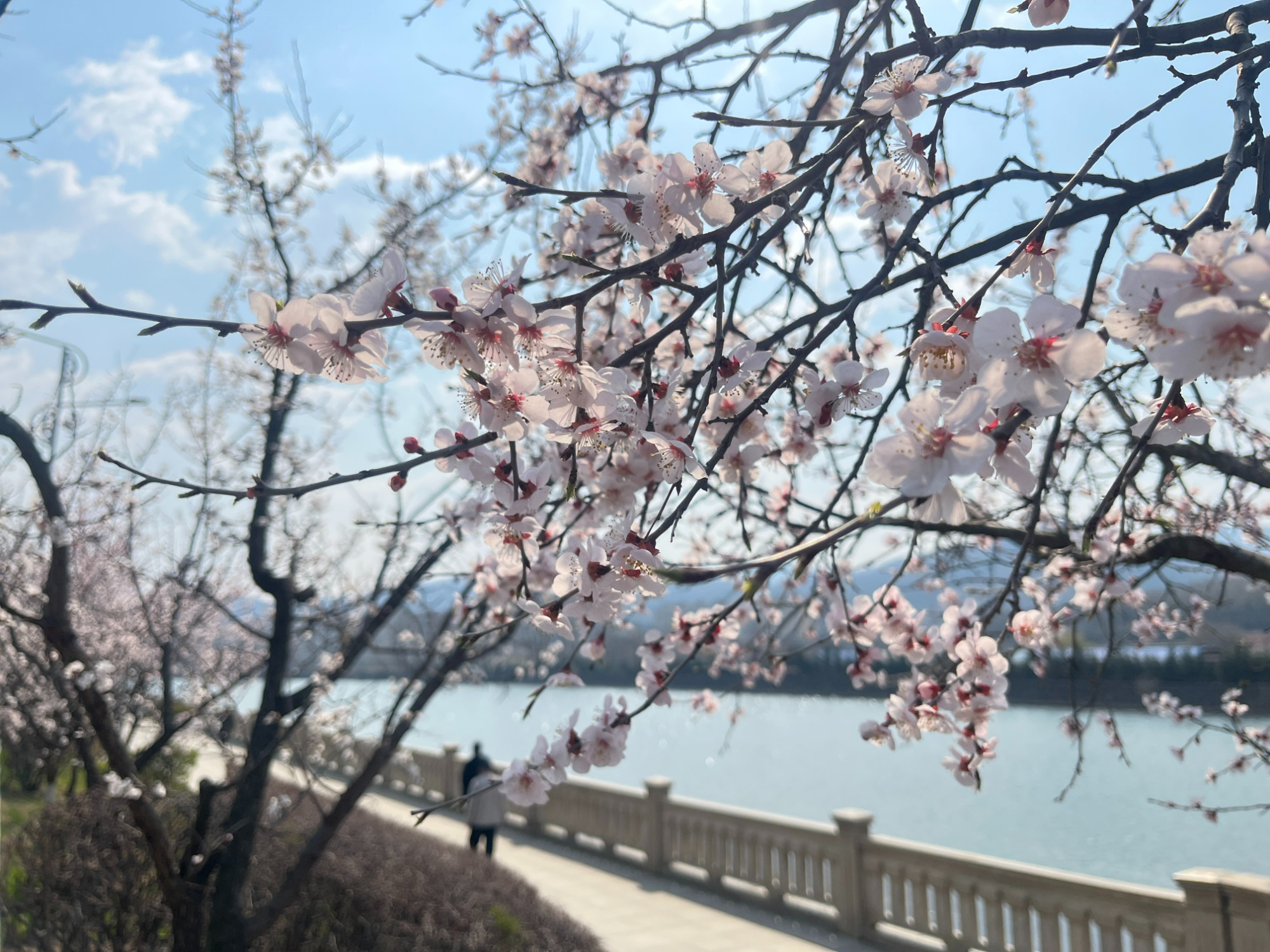 有座县城叫通化县：石韵参香绘就文旅融合新画卷(图7)