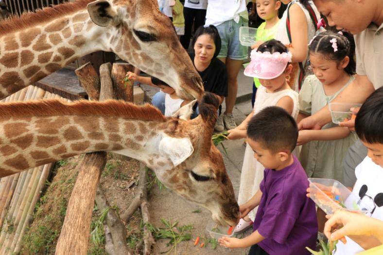 动漫与文旅如何“加”出新意？——“小湖鹿”探索文旅融合新路径(图4)