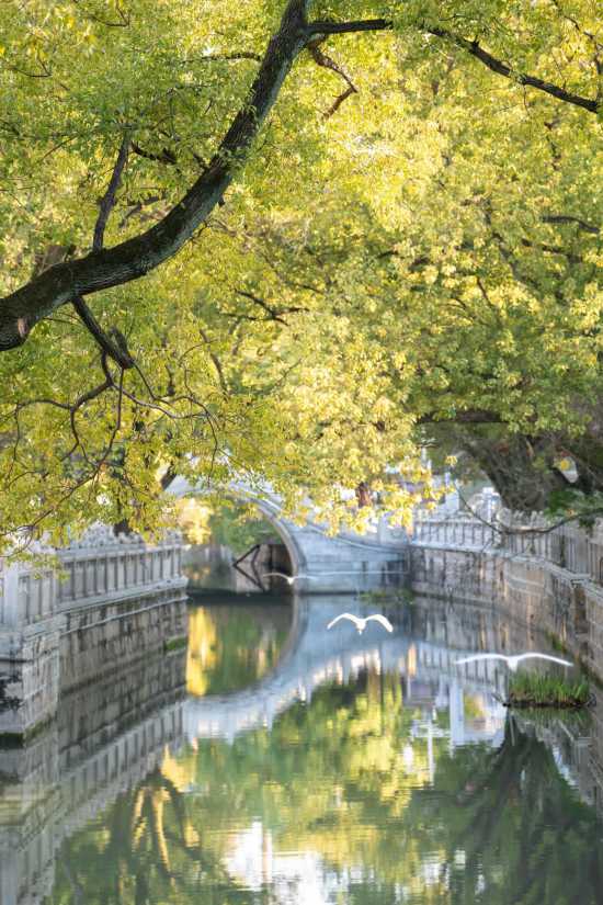 非遗奇遇、露天电影……上海夏日古镇还能这样玩(图20)