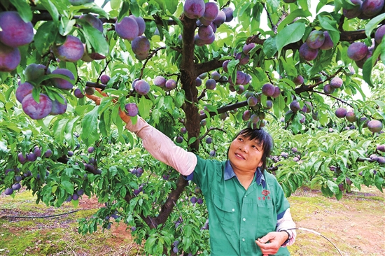 果香飘四方 “甜蜜”产业促振兴(图1)