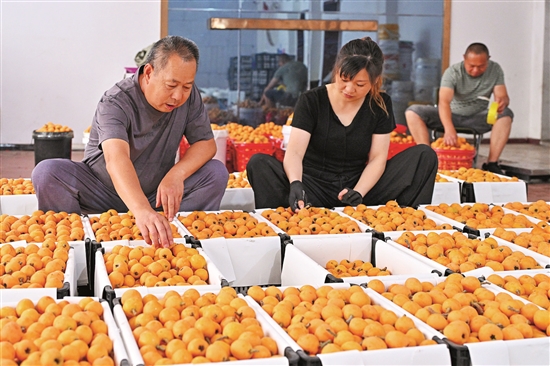 果香飘四方 “甜蜜”产业促振兴(图5)
