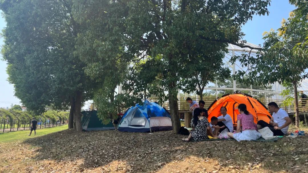 香港假日新玩法新春周末citywalk海旁浪漫约会亲子打卡地