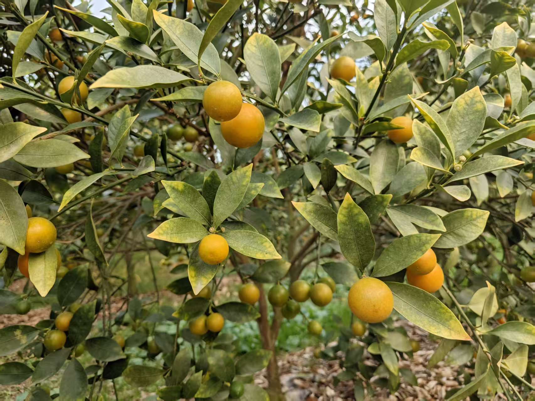 2026年农家采摘体验分享:五家口碑农庄推荐(图1)