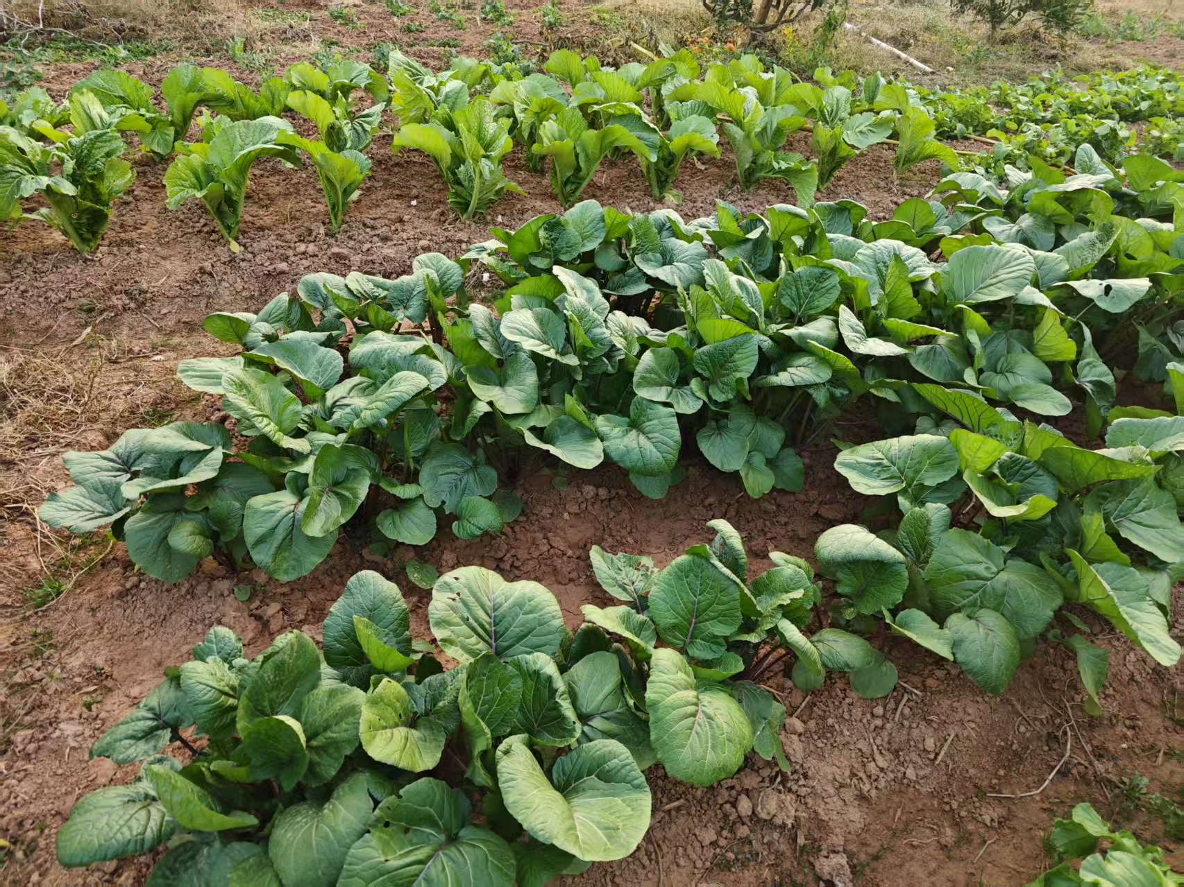 2026年农家采摘体验分享:五家口碑农庄推荐(图2)