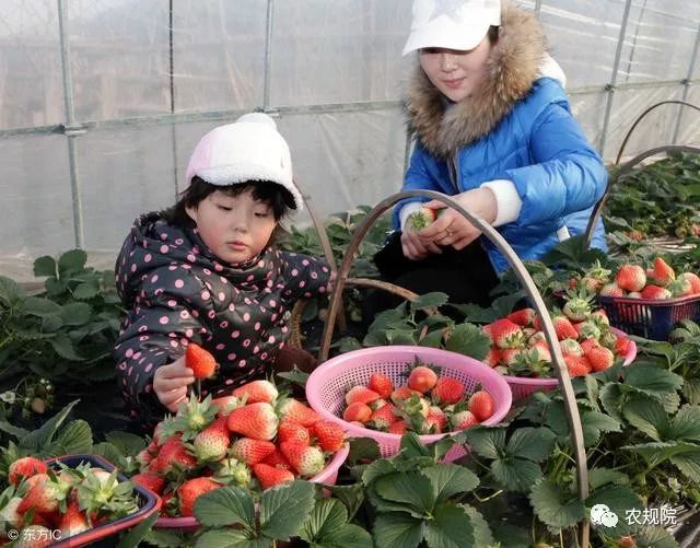 农庄中亲子项目如何设计？三步让乡间田野变成广阔的亲子乐园!(图1)