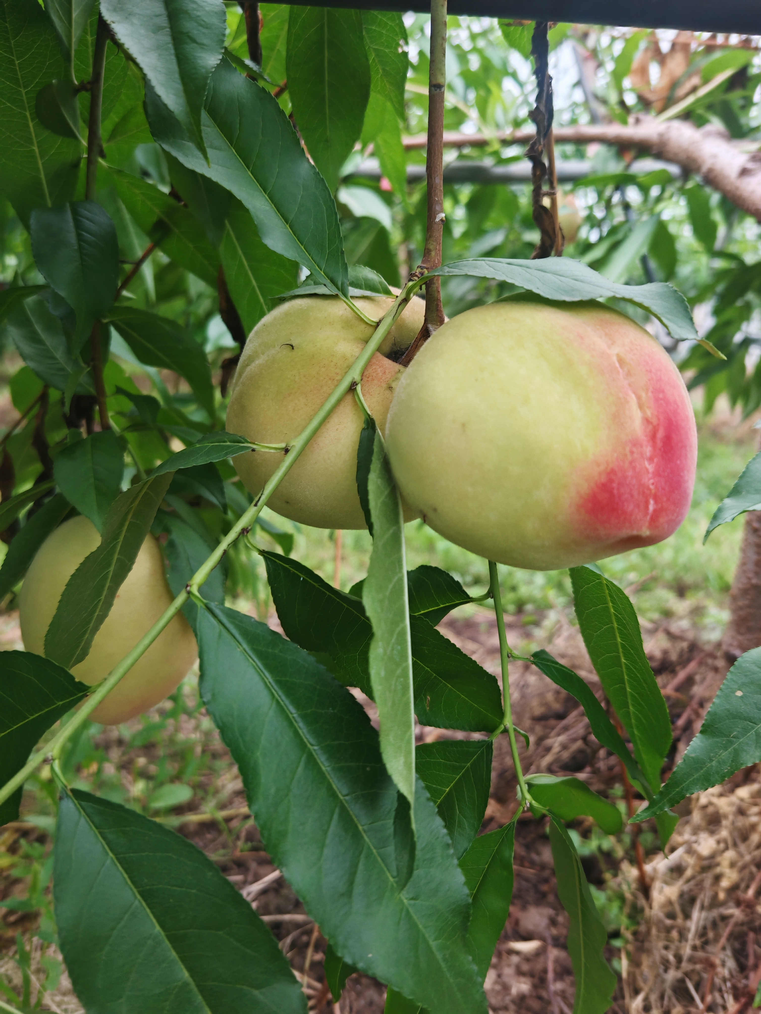 2026年4月新消息：南丰镇周末休闲农庄深度体验指南(图1)